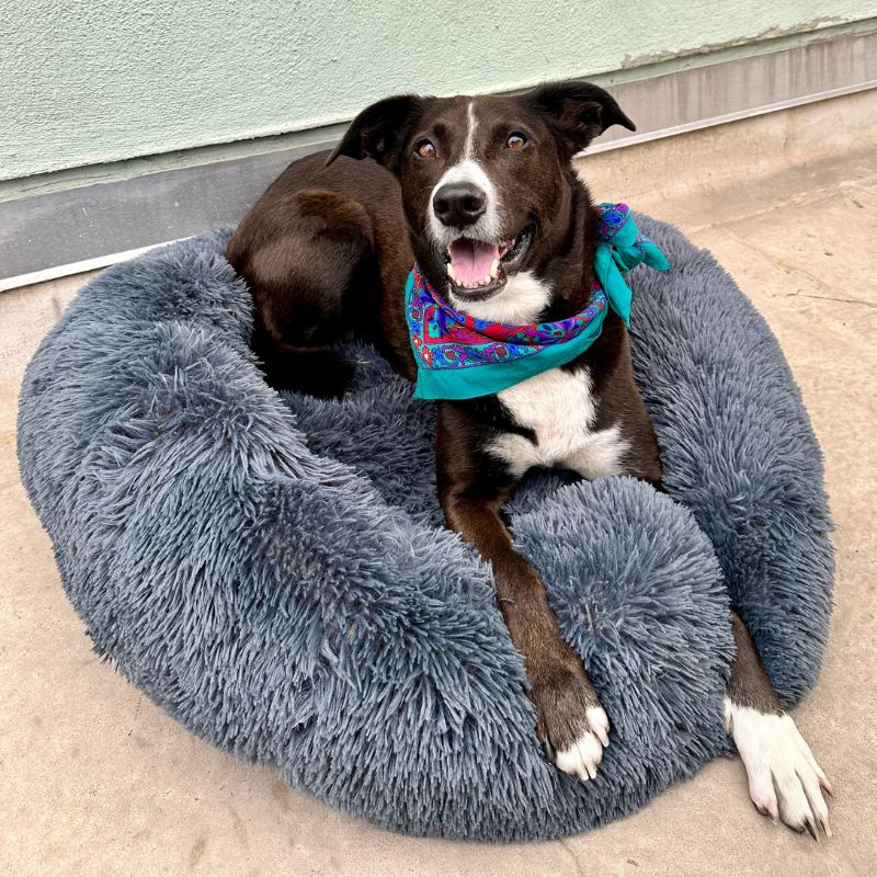 Premium Cloud - Pet Bed